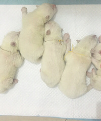 ���ۼ�����ĦҮС����