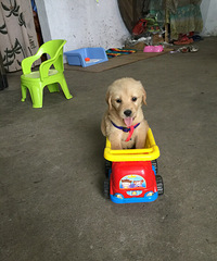 ���������ô����