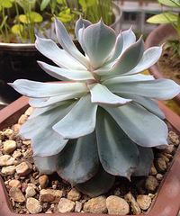 ��ʯ��ͽ��