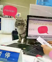 �û�ȥ�˿���,ӪҵԱ����˵����ʡ��֤��è����,���������