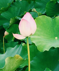 ����������Ҷ���һ����ˮ���˼䣻