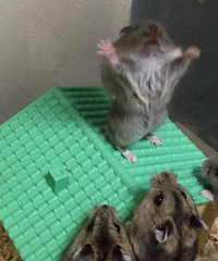 ���������Ϳ�������������ʽ