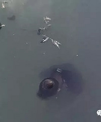 ��С���룡�ٺ������㳡������ʬ��