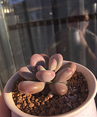 �����尡����һ��Ϧ���µ�pp������