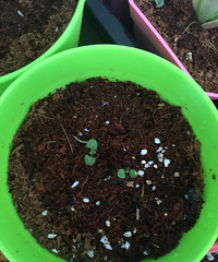 �²�����ʲôС��