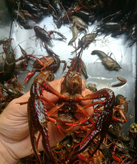 �Ի���̨�ݣ�̨�ݰ�ʮ����С��Ϻ