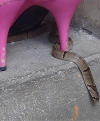 ���������� Ů�ӻ�Ьʱ��һ�����߲���Ь����