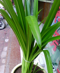 ��ֲ���������ʲô��