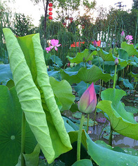 һ·���ܣ�ֻΪ������������