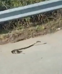 ������Ϊ�˾ȳ��󱦱���"���֮��"�������߼�ս