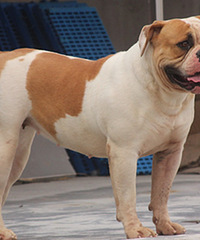 #�ȳ����#+�����Ҽ���ǫ̈̄�����Ĵ����