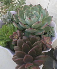 ɹɹ�ҵĶ���