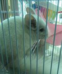 ��è����