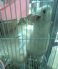 ��è����