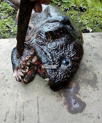 ���ӵ��㣬����ȫ������������������ҧ����ָ