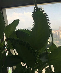 ��Ҷ���ϳ���СҶ�ӣ�����ʲô���֣�