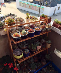 ɹɹ�ҵı�����