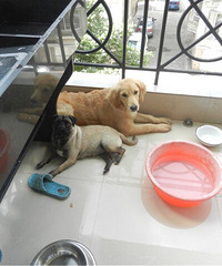 #�ȳ����#�͸����ë�İ���