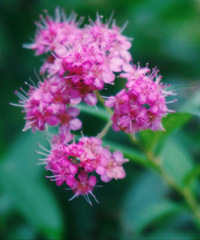 ���ķ��� ����Ҳ�д�Ƭ