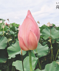 �������ռǡ�һ·��������������ؼ