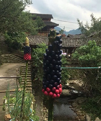 ��������ʲôֲ�����ͦƯ����