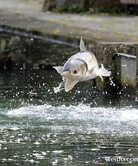 ��������Ծ���š��澰�������ǡ����衱