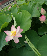 �ʺ�����