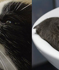 #������#ɹɹ��������ҳ���ı���Ŷ~�����̻�����ʳȯ