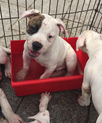 #������#+���ǿɰ�������С��ţ