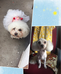 �������ˡ�