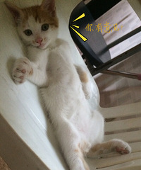 Ѱ���߶���Сè