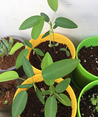 ���칦�򳤴���