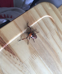 ����ʲô���