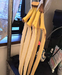 ���ųԸ����������ּ����һ���㽶����ɱ�����ˣ�