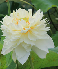 椒江新添赏荷好去处——横河陈村