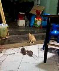 2���󵱽��ⲫ ��è�ŵøϽ���·