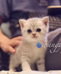 ������Ӣ�̵ܵ��������