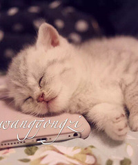 ������Ӣ�̵ܵ��������