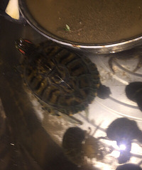 ץ��ֻ������