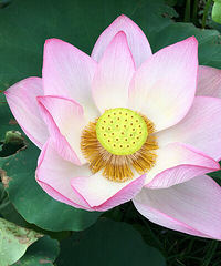 �ٴι��ͺ�ӳºɻ�