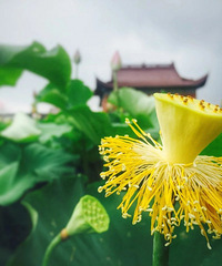 嗨,你是夏雨荷么?——夏雨后的荷花很娇羞