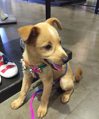 ��һֻ����С����ϴ����֮�������������