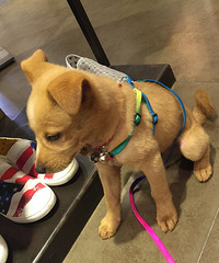 ��һֻ����С����ϴ����֮�������������