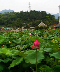 雁荡筋竹观光园至雁湖一路美景
