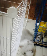 ��������ֻ���ģ��������ֻ����