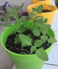 �������Ǻǲ�����ǿ�������