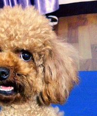 #������#+�������ҵı�����Զֻ��һ��