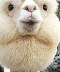 ��Ů���н�ͷ������������