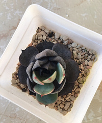 ����ڸ��Ǳ���ģ����ڸ������첻����