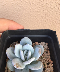 ����ڸ��Ǳ���ģ����ڸ������첻����